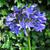 Agapanthus  'Navy Blue'