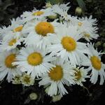 Leucanthemum maximum - Pyrenäen-Margerite