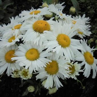 Leucanthemum maximum