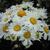 Leucanthemum maximum