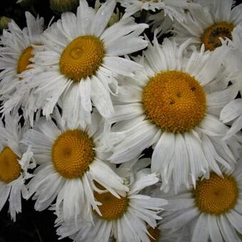 Leucanthemum maximum