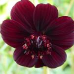 Cosmos atrosanguineus 'Chocamocha' - 