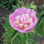 Paeonia lactiflora ‘Sorbet’ - 