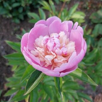 Paeonia lactiflora ‘Sorbet’