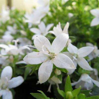 Campanula poscharskyana 'Adansa White' - 