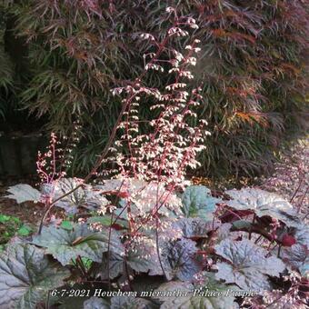 Heuchera micrantha 'Palace Purple'