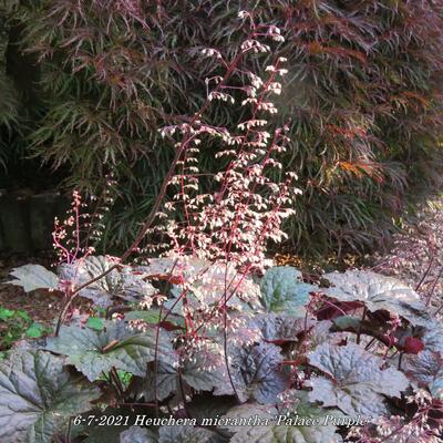 Heuchera micrantha 'Palace Purple' - Heuchera micrantha 'Palace Purple'