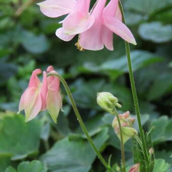 Aquilegia hybride