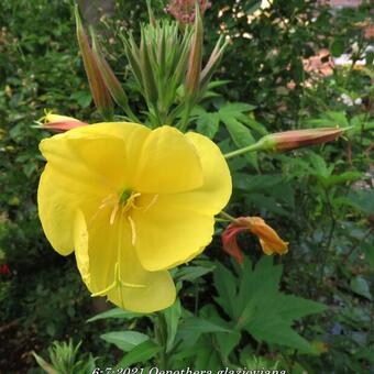 Oenothera glazioviana