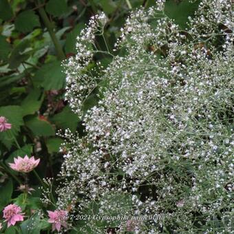 Gypsophila paniculata