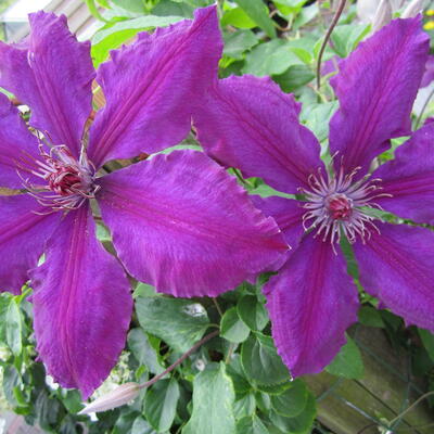 Clematis 'The President'  - 