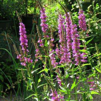 Lythrum salicaria