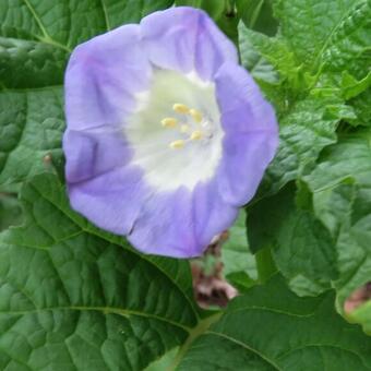 Nicandra physalodes