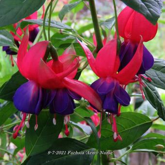 Fuchsia 'Army Nurse'