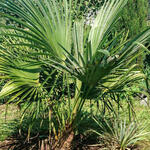 Trachycarpus sp. 'Manipur'  - 