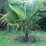 Trachycarpus sp. 'Manipur'  - 