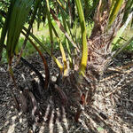 Trachycarpus sp. 'Manipur'  - 