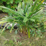 Trachycarpus Takil - 