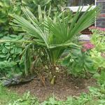 Trachycarpus Takil - 