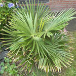 Trachycarpus Takil - 