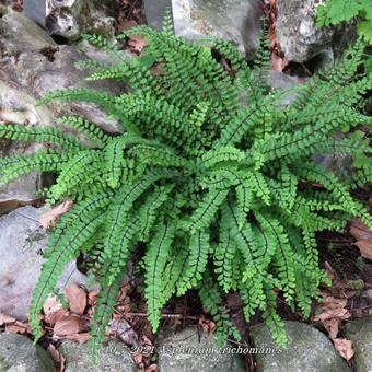 Asplenium trichomanes