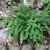 Asplenium trichomanes