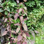 Atriplex hortensis 'Red Flash' - 