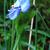 Commelina dianthifolia