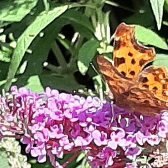 Buddleja davidii