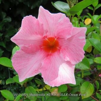 Mandevilla 'SUNDAVILLE Cream Pink'