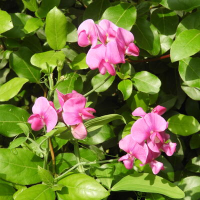 Lathyrus latifolius 'Red Pearl'