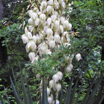 Yucca gloriosa var. tristis