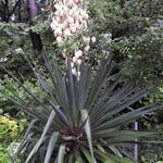 Yucca gloriosa var. tristis - Yucca gloriosa var. recurvifolia