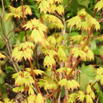 Acer shirasawanum 'Jordan'