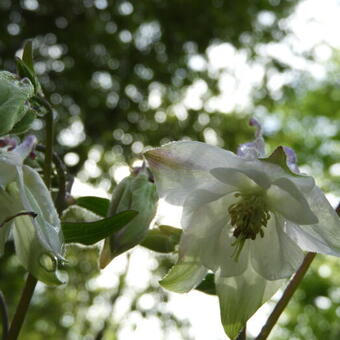 Aquilegia vulgaris 'Nivea'