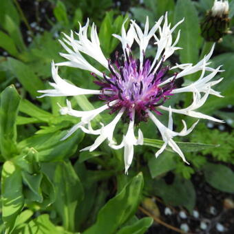 Centaurea montana 'Amethyst in Snow'