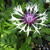 Centaurea montana 'Amethyst in Snow'