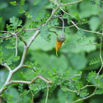 Corokia cotoneaster