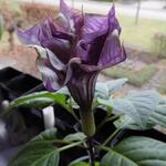 Datura metel 'Double Purple' - 