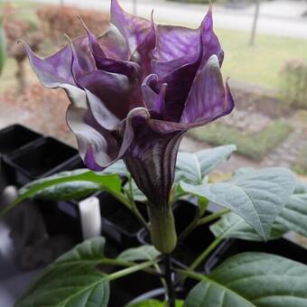 Datura metel 'Double Purple'