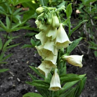 Digitalis grandiflora 'Carillon'