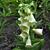 Digitalis grandiflora 'Carillon'