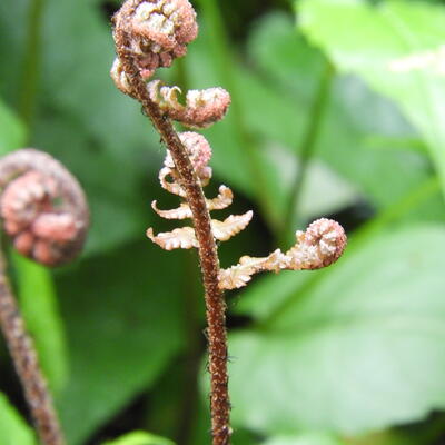 Dryopteris erythrosora - Rotschleierfarn - Dryopteris erythrosora