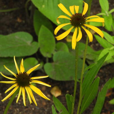 Echinacea paradoxa - Echinacea paradoxa