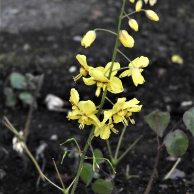 Epimedium perralchicum 'Frohnleiten' - Epimedium perralchicum 'Frohnleiten'