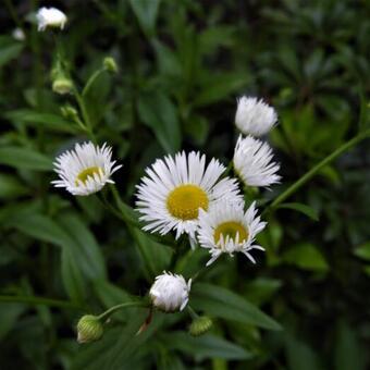 Erigeron annuus