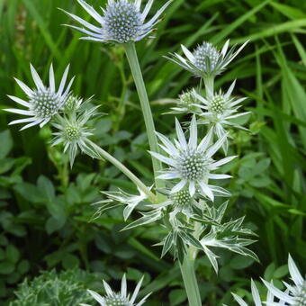 Eryngium bourgatii