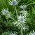 Eryngium bourgatii