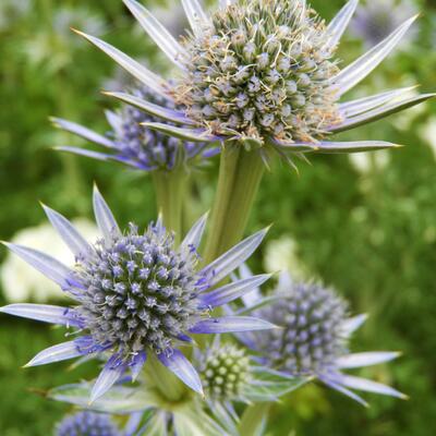 Pyrenäendistel - Eryngium bourgatii