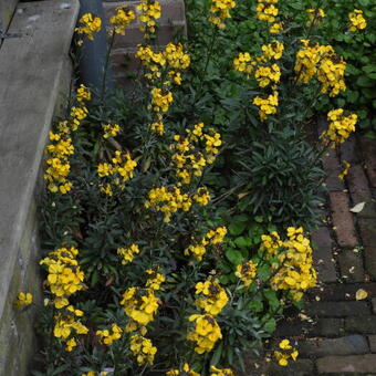 Erysimum linifolium 'Fragrant Sunshine'